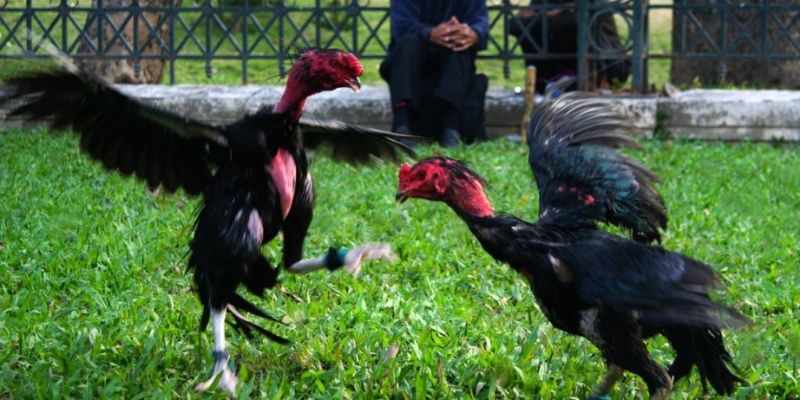 Các hình thức xuống tiền tại gà chọi năm 2026